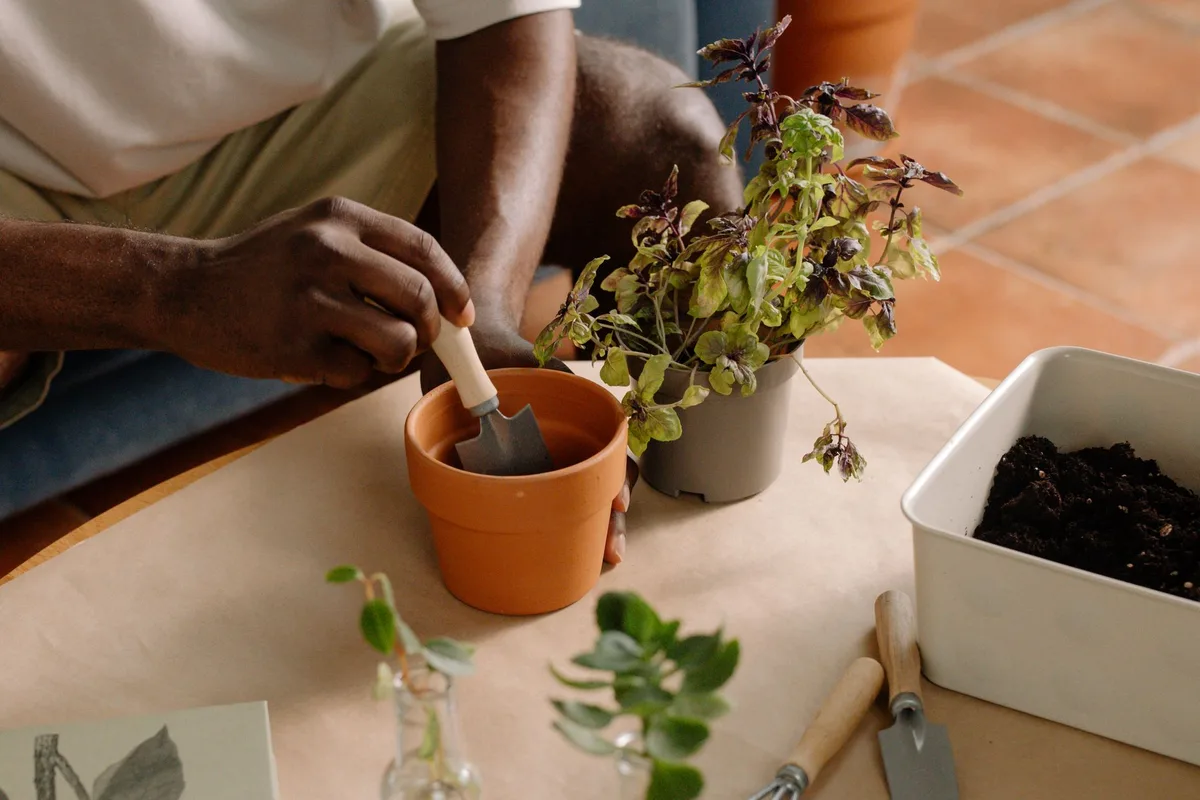 Mains qui remportent délicatement une plante de basilic dans un pot avec drainage et terreau léger