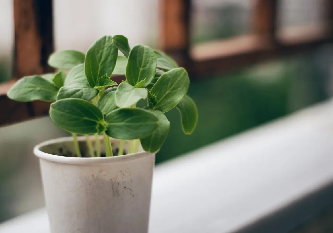 Plant de basilic en pot avec des feuilles vertes bien fournies sur un rebord de fenêtre ensoleillé