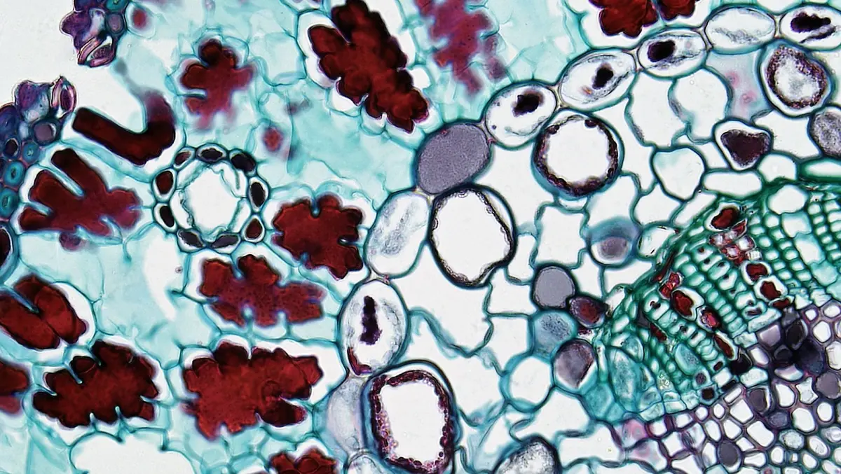 Représentation scientifique des cellules sanguines et du système nerveux.