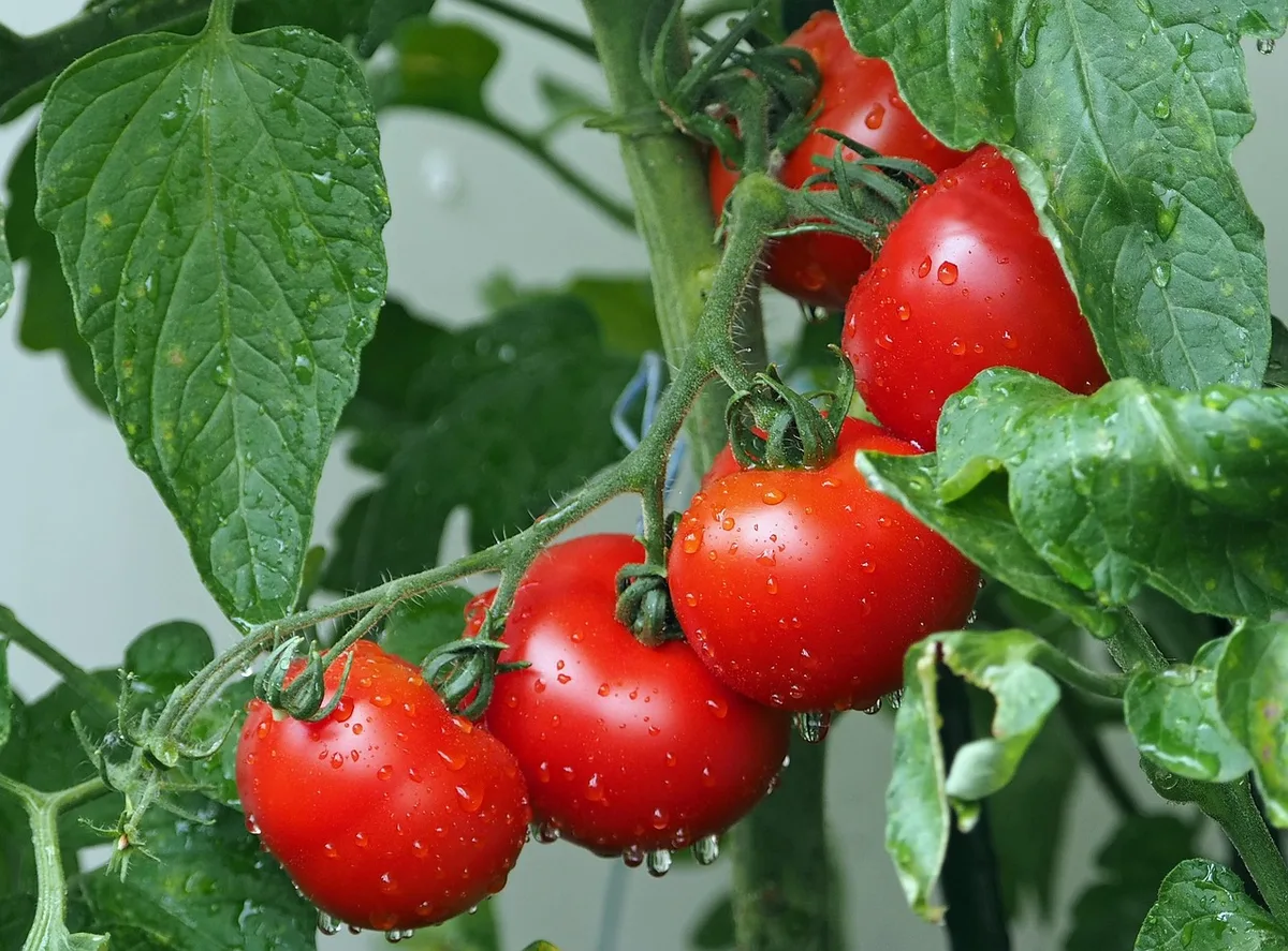 Pouce appuyant légèrement près du pédoncule d'une tomate pour tester la fermeté