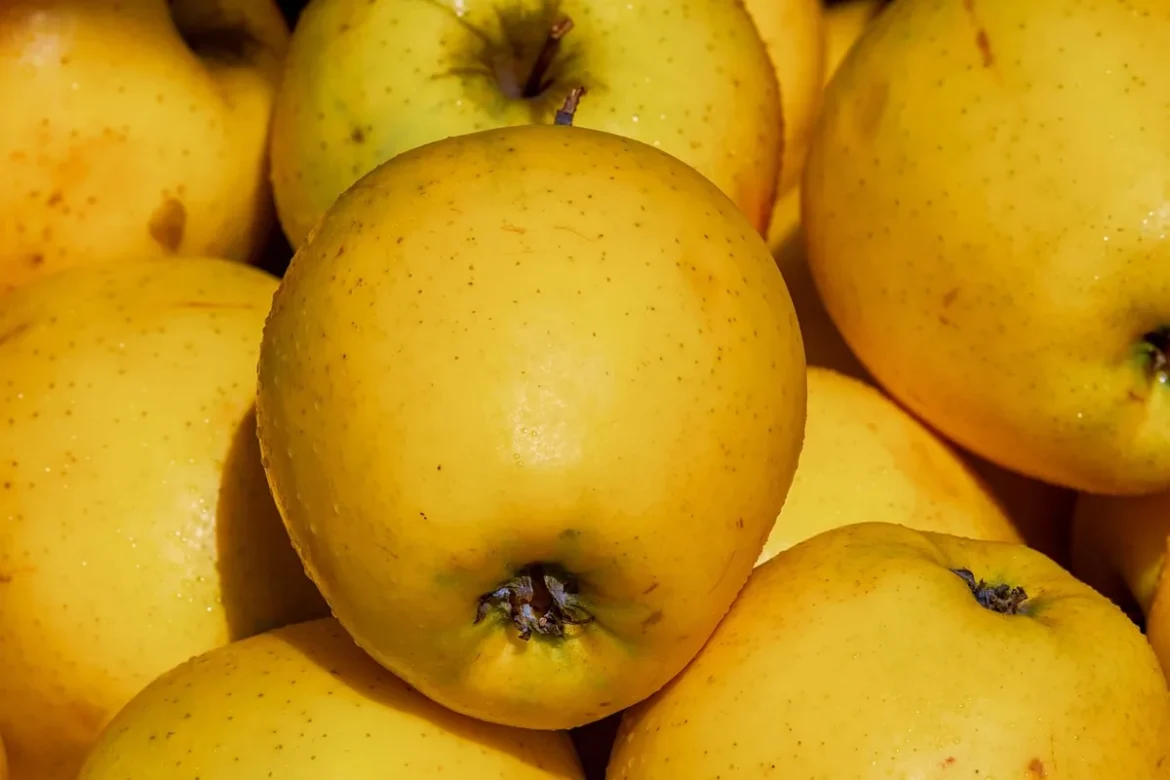 Mains anonymes pressant doucement une tomate mûre sur un étal de marché