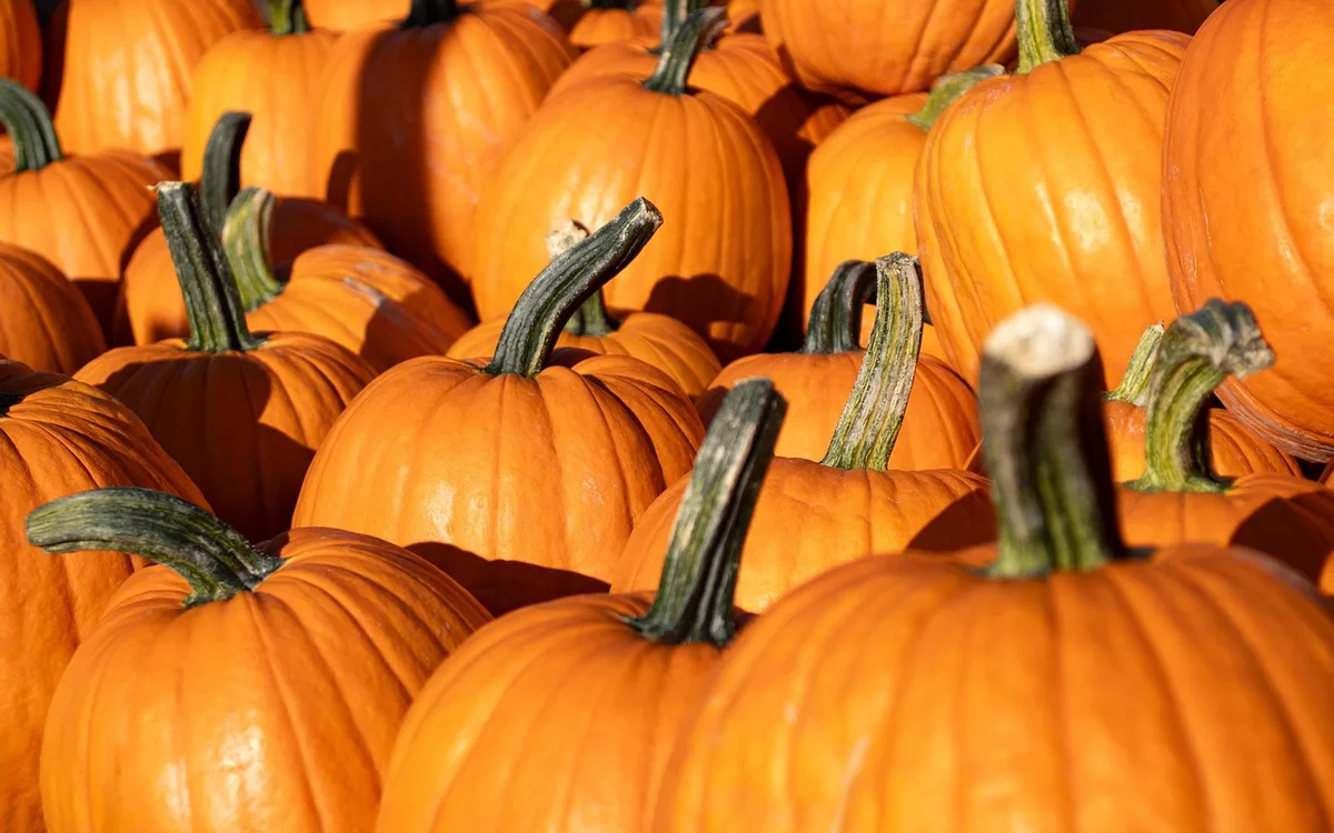 Variété de légumes de saison exposés au marché (courges, champignons, céleri-rave)