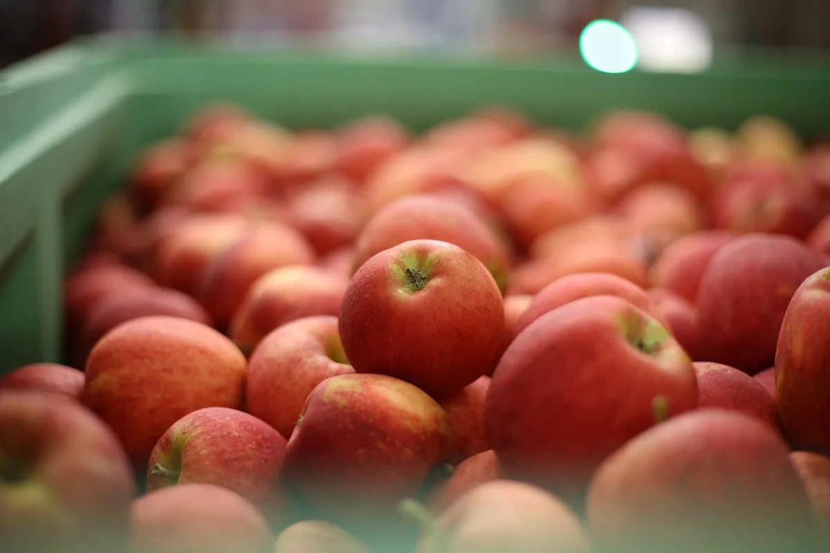 Pommes et poires fraîches sur un étal, prêtes pour la cuisine