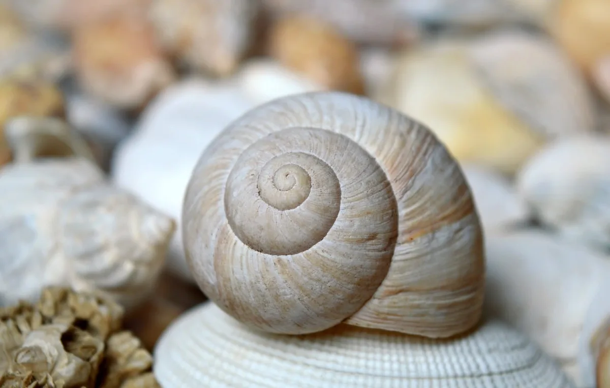 Coquillages rincés et séchant au soleil sur un linge