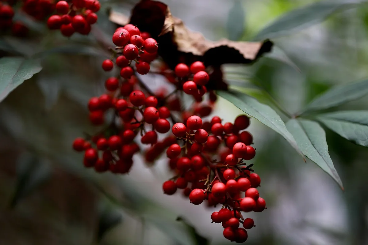 Mains d'un client contrôlant le fond et les coins d'une barquette de framboises