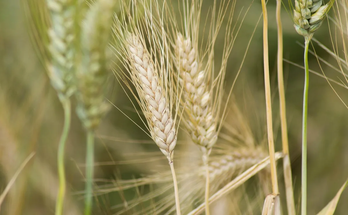 Comparaison visuelle de farine de coco et farine de blé dans des bols