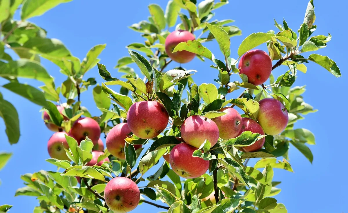 Famille cueillant des fruits dans un verger en plein jour