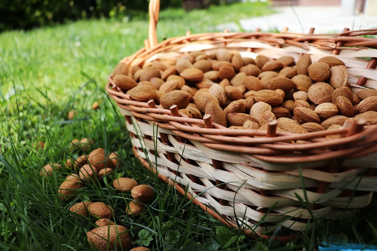 Amandes et étiquette nutritionnelle indiquant calories pour 100 g et portion