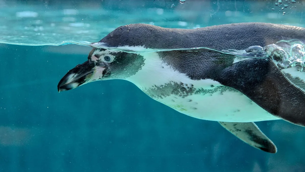 Allée du parc zoologique traversant une reconstitution de milieu naturel
