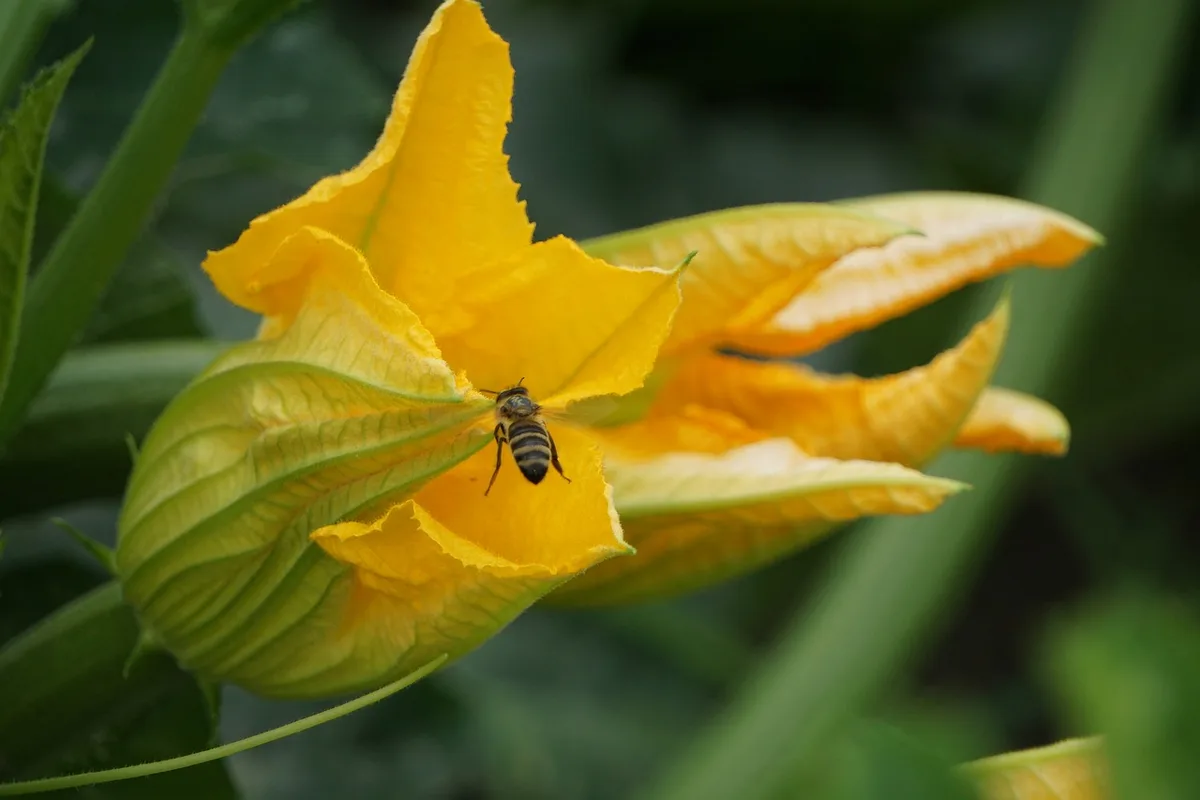 Tranches de courgette posées sur du papier absorbant pour dégorger
