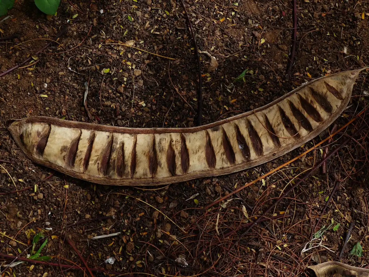Bol de légumineuses en train de tremper dans de l'eau claire près d'une fenêtre